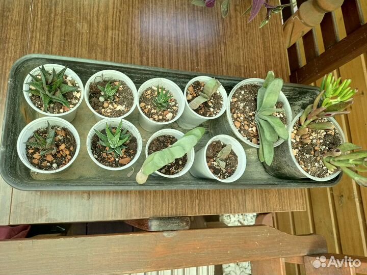 Суккуленты