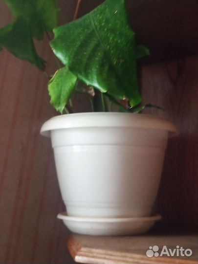 Горшочки для цветов бу