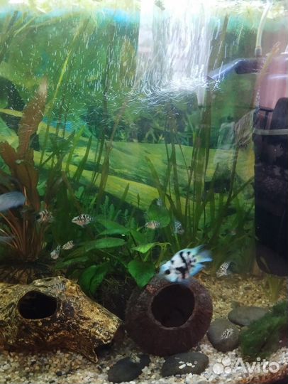 Аквариумные рыбки