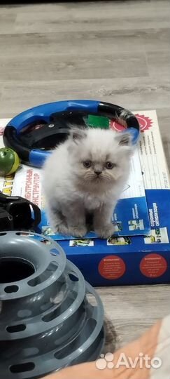 Персидский котенок