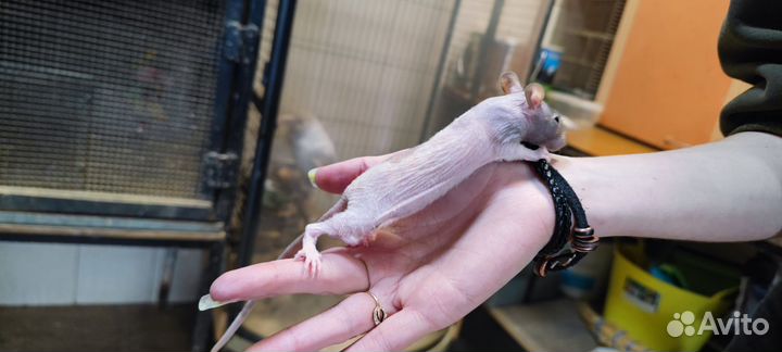 Лысые крысы сфинкс, хаски