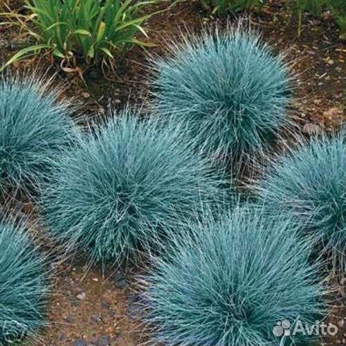 Овсяница голубая