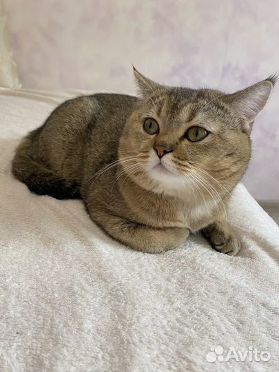 Золотая шиншилла с родословной вязка