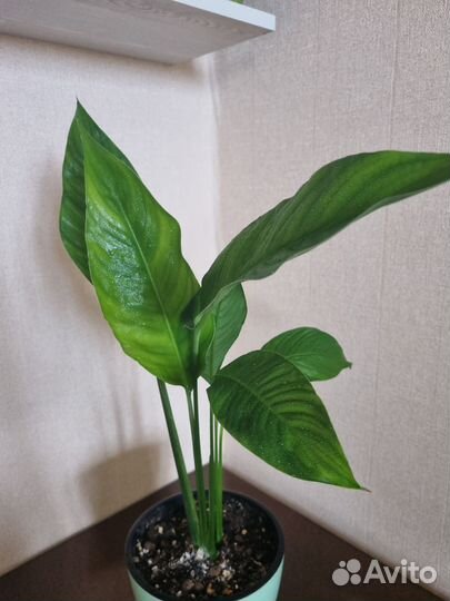 Спатифиллум свит лауретта, бинго купидо