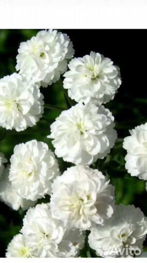 Многолетние цветы