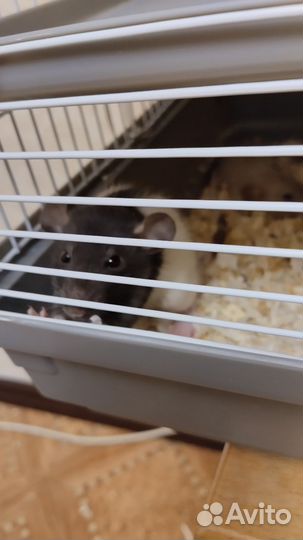 Крыса Дамбо мальчик 5 недель