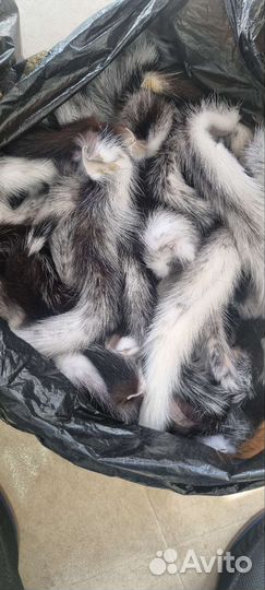 Норковые хвосты
