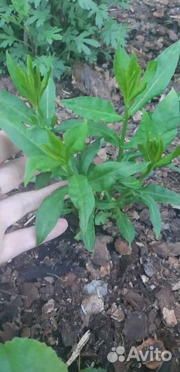 Флокс Pure Feelings