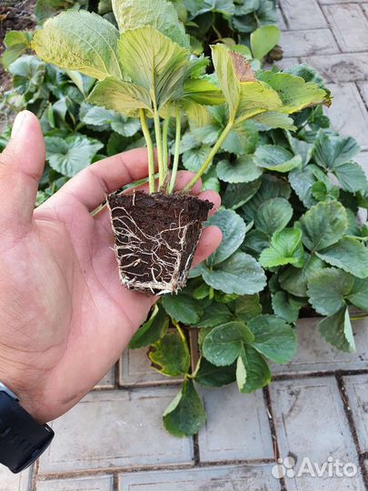 Саженцы, кустарники и многолетние цветы