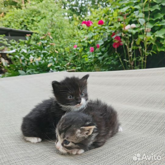 Отдадим котят в хорошие руки