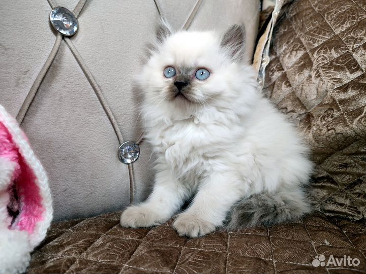 Мальчик хайленд страйт