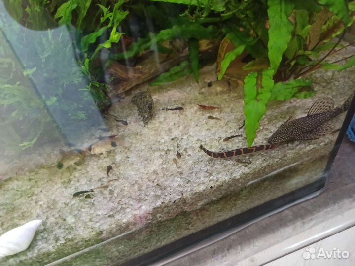 Мальки анциструса