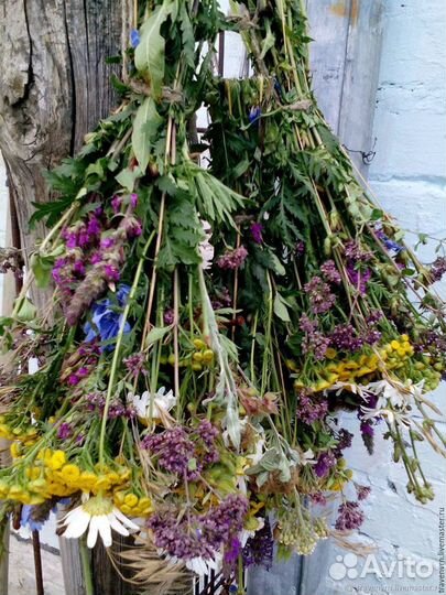 Душица и другие травы