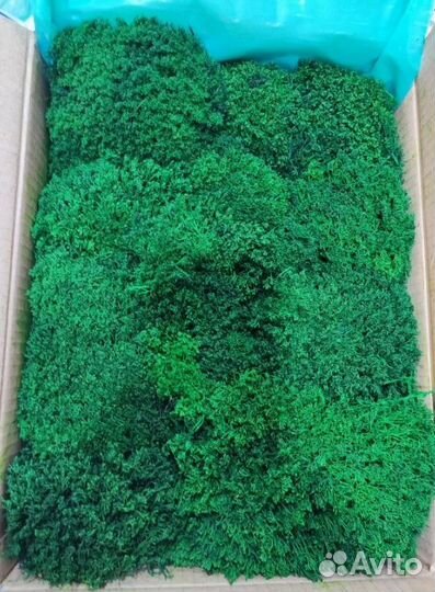 Мох для декора стен и помещений ягель кочки опт