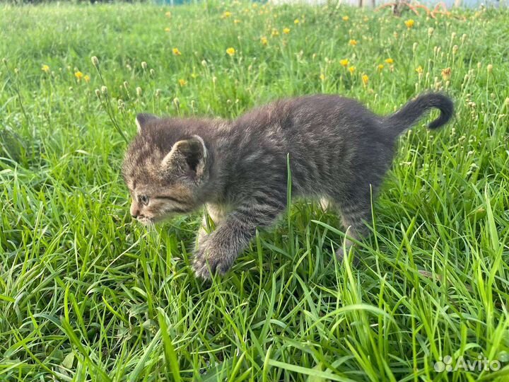 Милашки котята