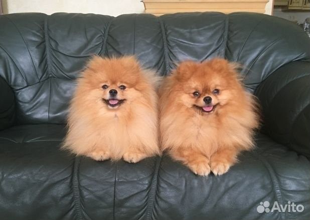 Померанские шпицы. Большой выбор