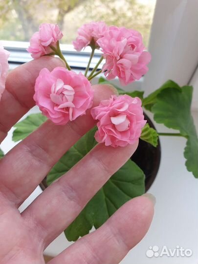 Герань розебрудная розовая