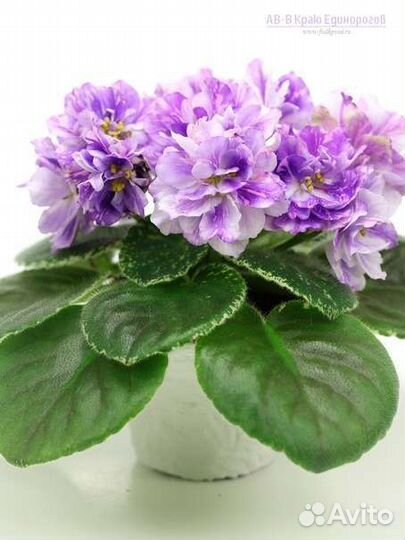 Детки сортовых фиалок