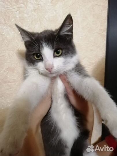 Симпатичный котик ищет дом