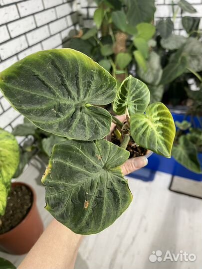 Филодендрлн Веррукозум Кондор