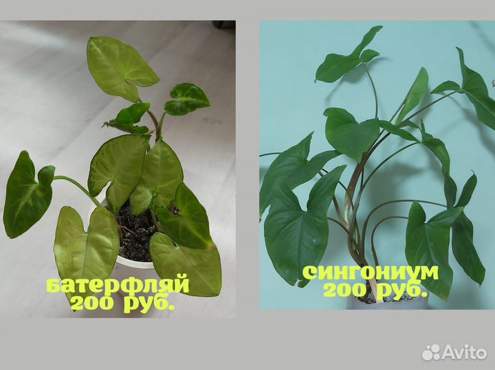 Продаю комнатные цветы