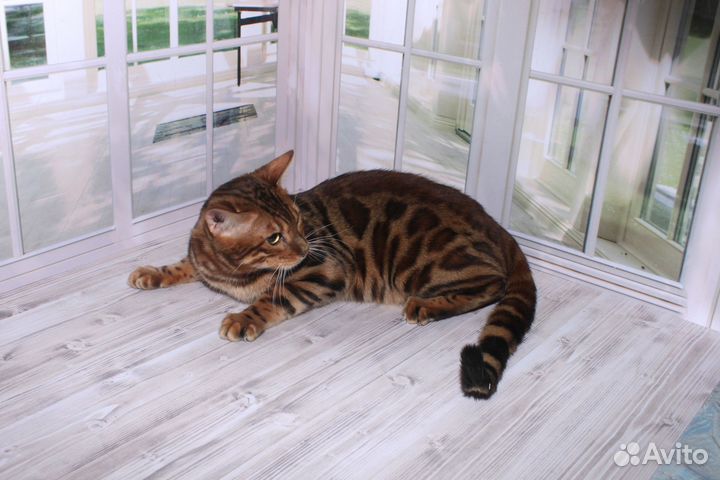 Бенгалы, яркие котики