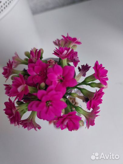 Домашние цветы - Каланхоэ Блоссфельда