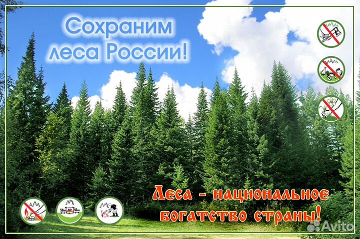 Таксация и отвод лесосек, проекты освоения, пдлу