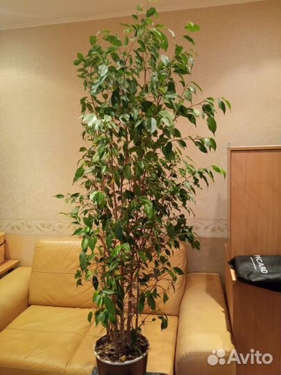 Фикус бенджамина большой