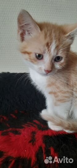 Котята в добрые руки приучены к лотку