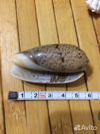 Раковины Индийский океан