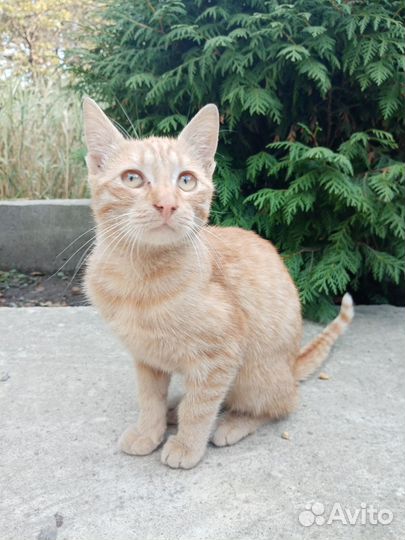 Кот очень умный