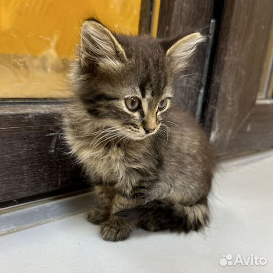 Манчкин котенок в добрые руки бесплатно