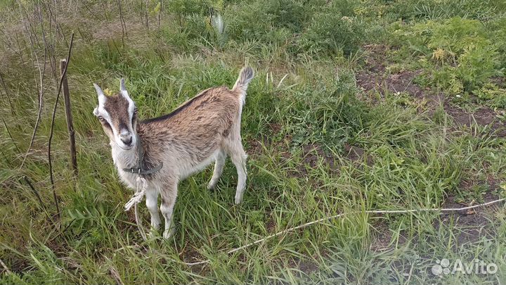 Продаются козлики и козочки