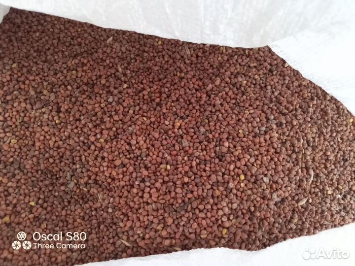 Редька масличная