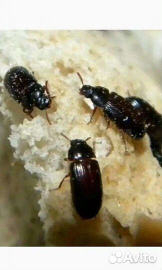 Жук знахарь(чернотелка)