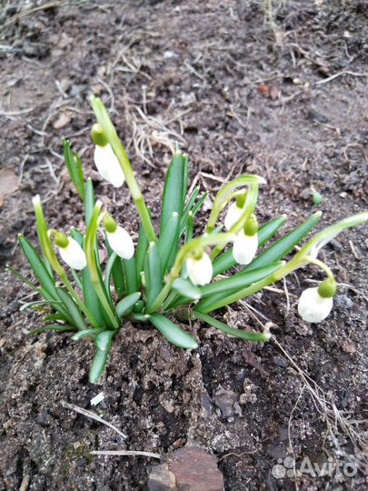 Клубника зкс Земляника зкс морозостойкие