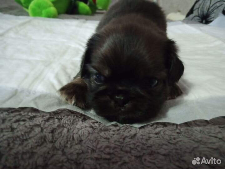 Щенки пекинеса