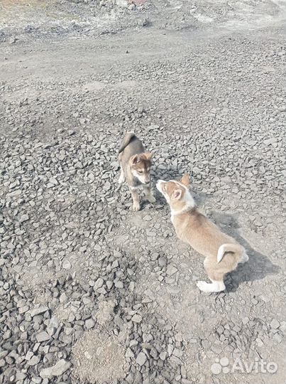 Щенки западно сибирской лайки