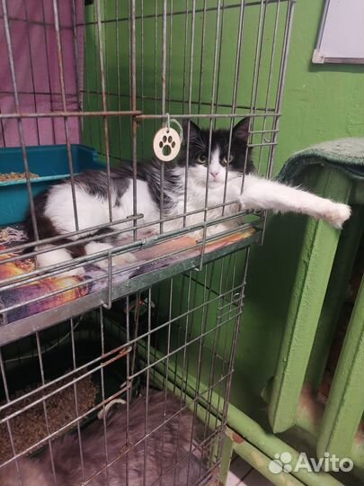 Котенок в добрые руки