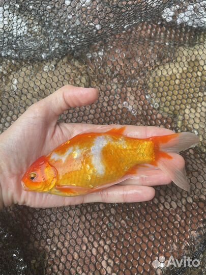 Золотая рыба комета