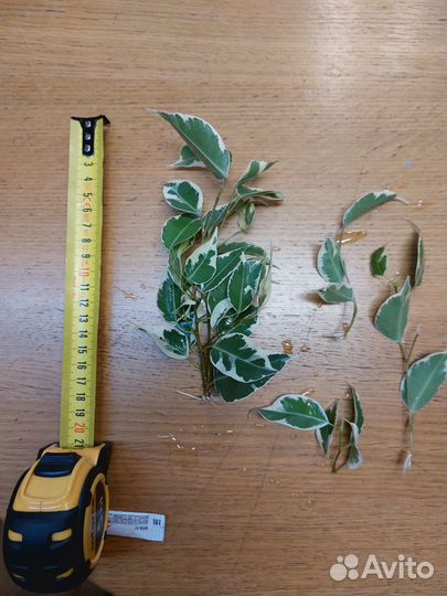 Фикус Бенджамина ростки