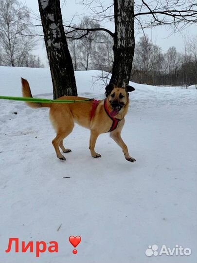 Ласковая собака из приюта