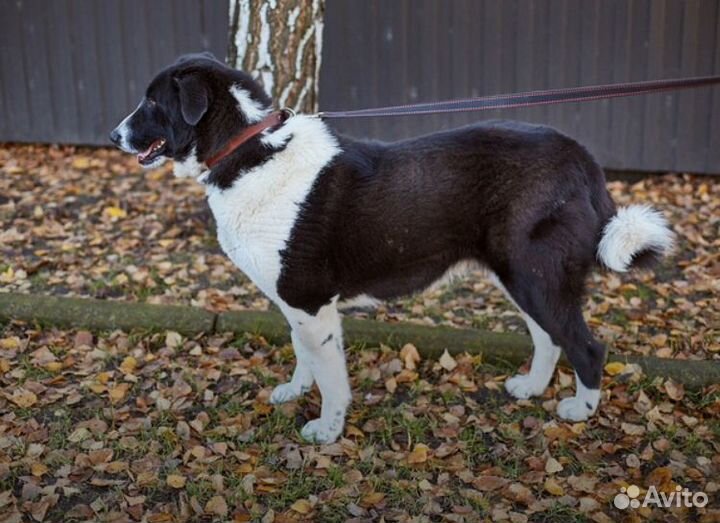 Ищет дом великолепная Собака Зарри