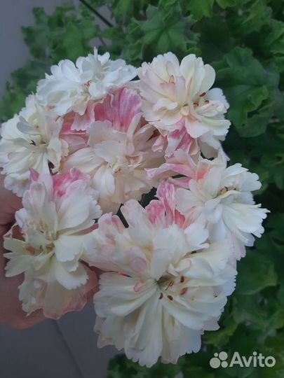 Пеларгонии зонартики срезом