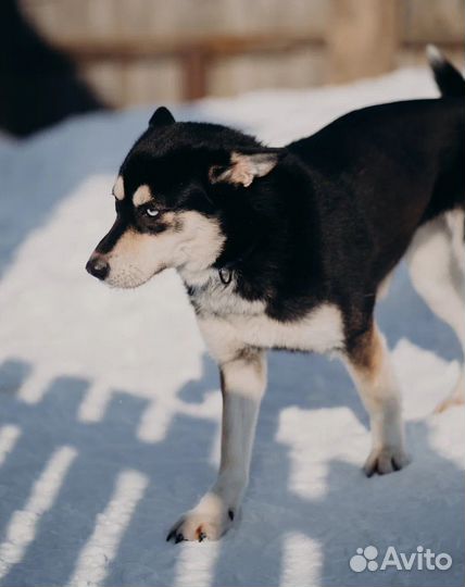 Джесс ищет дом