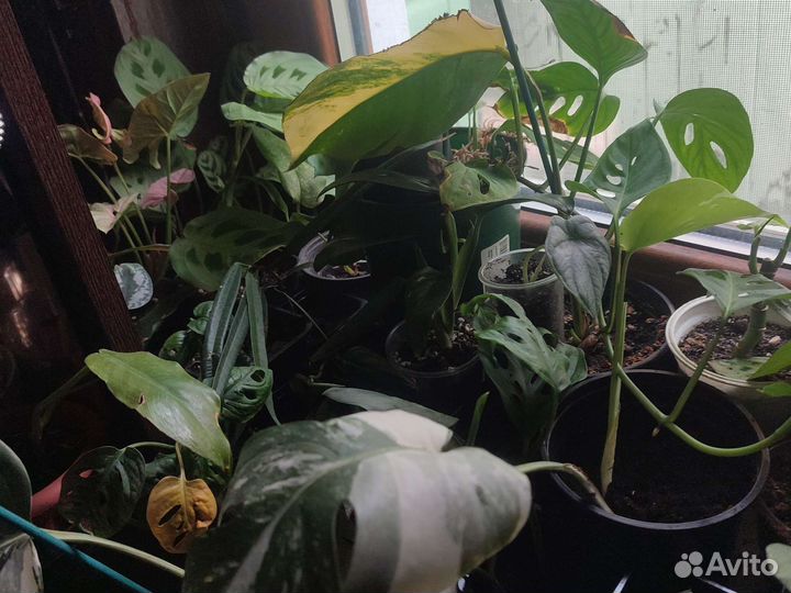 Комнатные растения