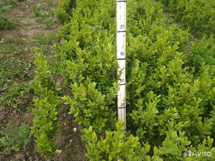 Самшит-Саженцы