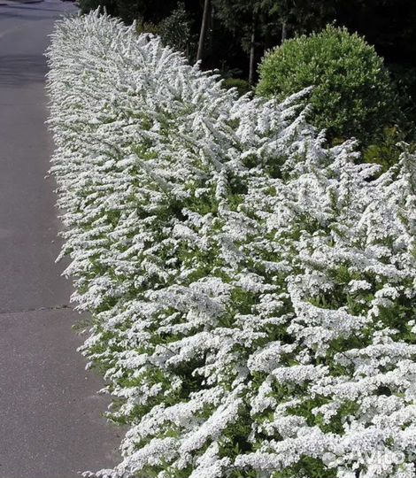 Спирея Album blum