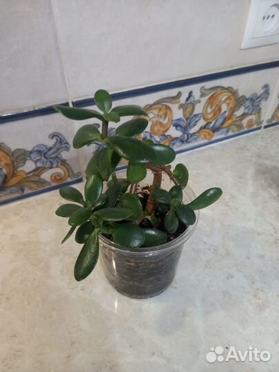 Дережное дерево (толстянка)